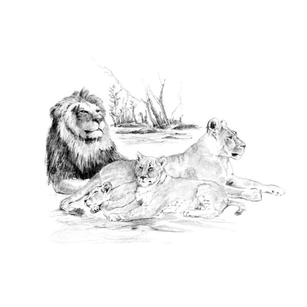 Skizzenset Royal & Langnickel – Löwen