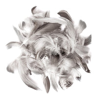 Entenfedern 5 - 12 cm / 5 g — Bild 4