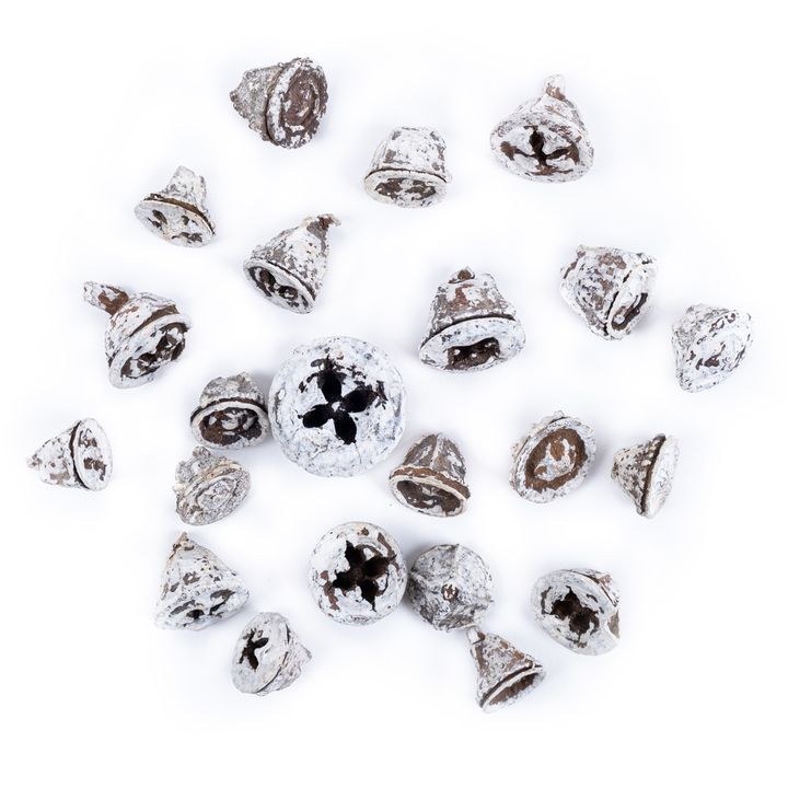Getrocknete Eukalyptusfrüchte Weiß 20 g — Bild 10