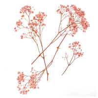 Hellrosa Schleierkraut - 4 Stiele, 20 cm — Bild 5