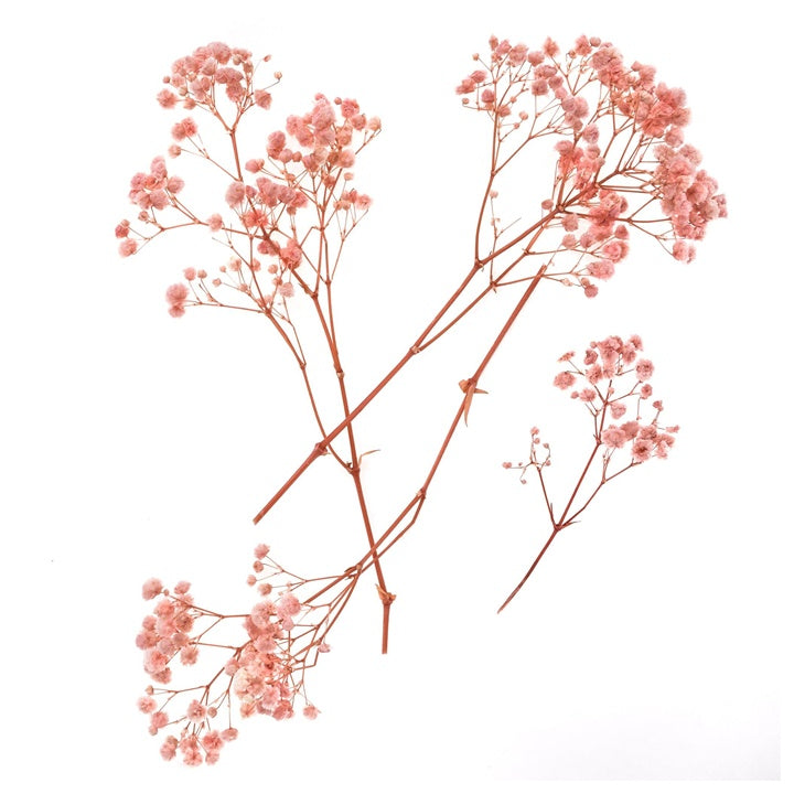 Hellrosa Schleierkraut - 4 Stiele, 20 cm — Bild 5