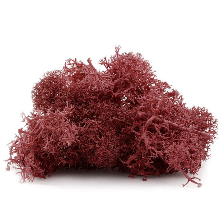 Islandmoos 12 g | verschiedene Farben — Bild 3