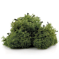 Islandmoos 12 g | verschiedene Farben — Bild 1