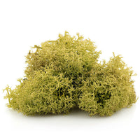 Islandmoos 12 g | verschiedene Farben — Bild 2