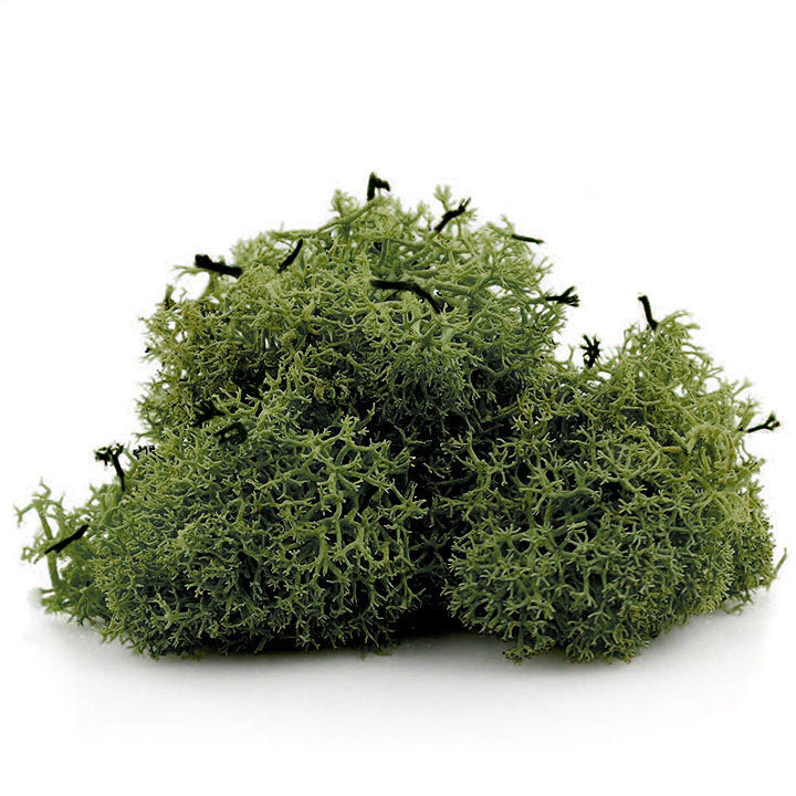 Islandmoos 12 g – Grün