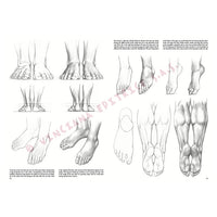 Leonardo Collection 03 Grundlagen des Zeichnens — Bild 12