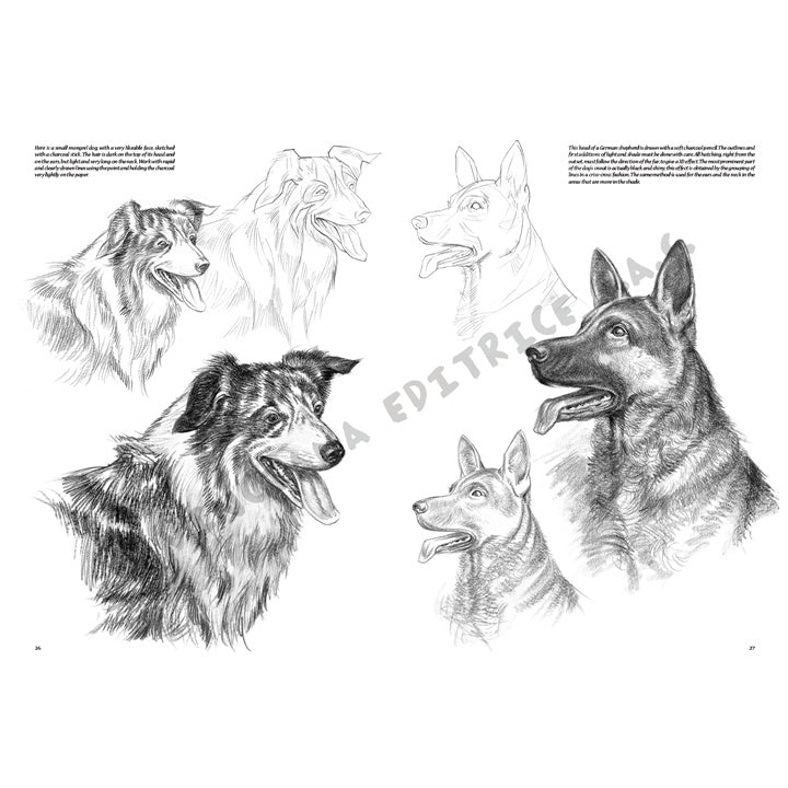 Leonardo Kollektion 13 - Tiere — Bild 12