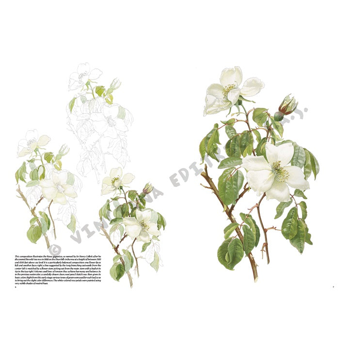 Leonardo Kollektion 42 Rosen — Bild 9