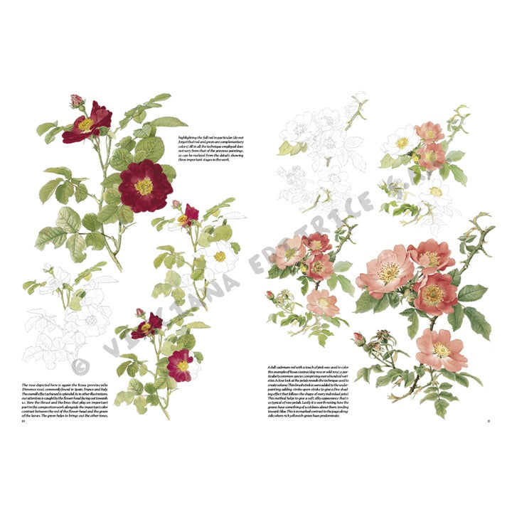 Leonardo Kollektion 42 Rosen — Bild 10