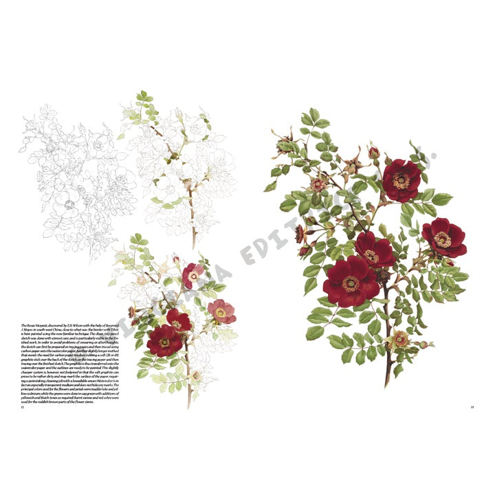 Leonardo Kollektion 42 Rosen — Bild 11