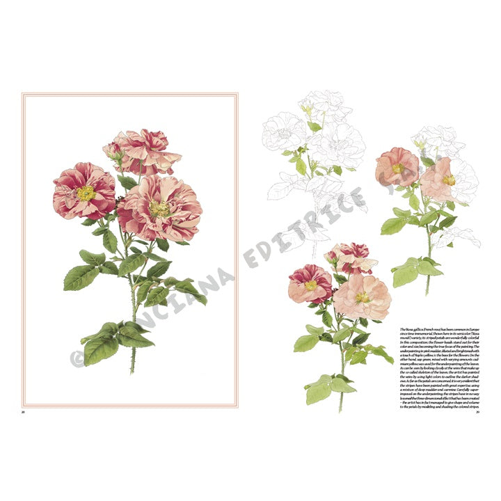 Leonardo Kollektion 42 Rosen — Bild 14