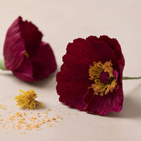 Mini-Kreativ-Set | Mohnblumen aus Krepppapier — Bild 6