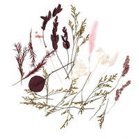 Mini-Trockenstrauß "Burgundy Queen" / 20 cm — Bild 5