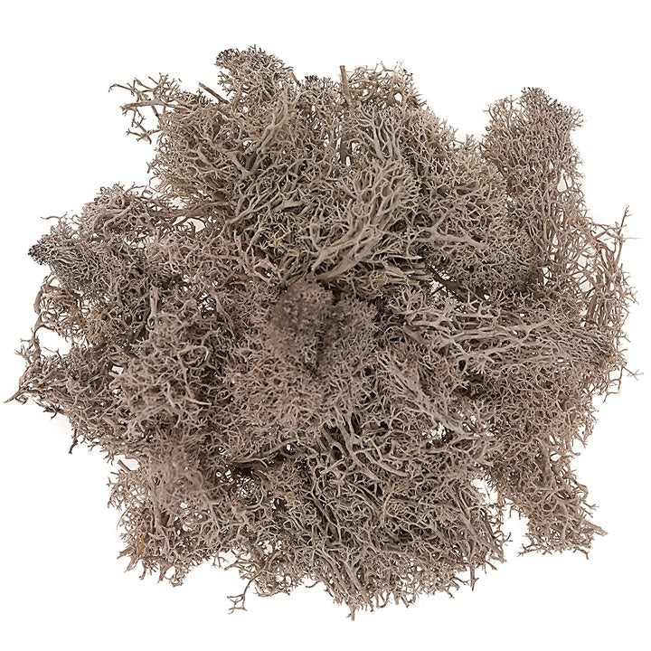 Natürliches Rentier-Moos 30 g | verschiedene Farben — Bild 2