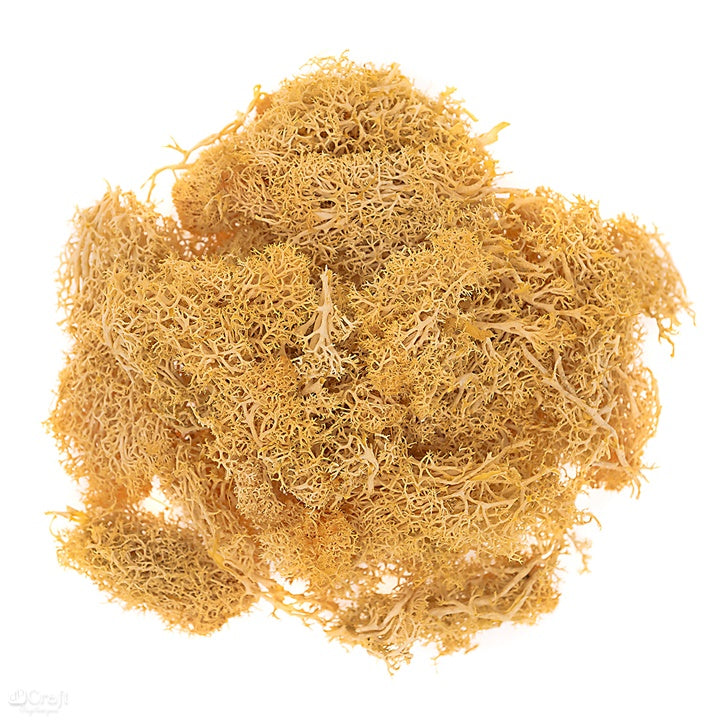Natürliches Rentier-Moos 30 g | verschiedene Farben — Bild 3