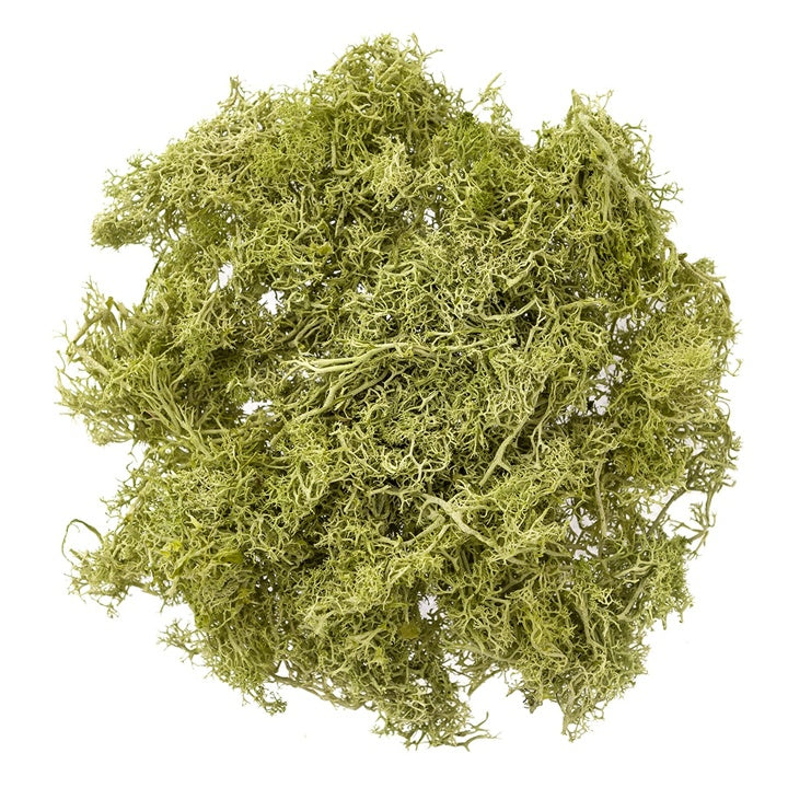 Natürliches Rentier-Moos 30 g | verschiedene Farben — Bild 5