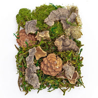 Natur-Mix aus Moos und Trockenelementen 30 g — Bild 2