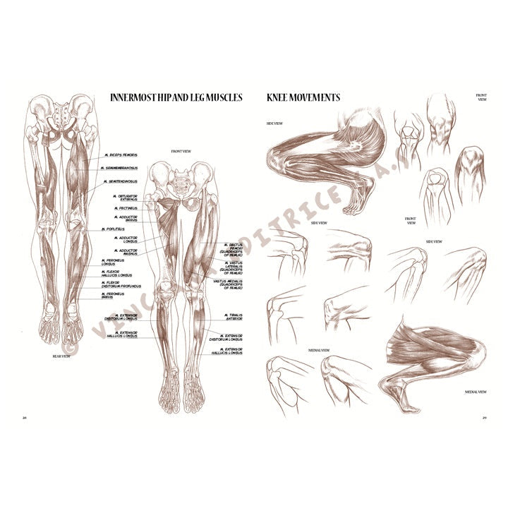 Sammlung Leonardo 04 Anatomie — Bild 1