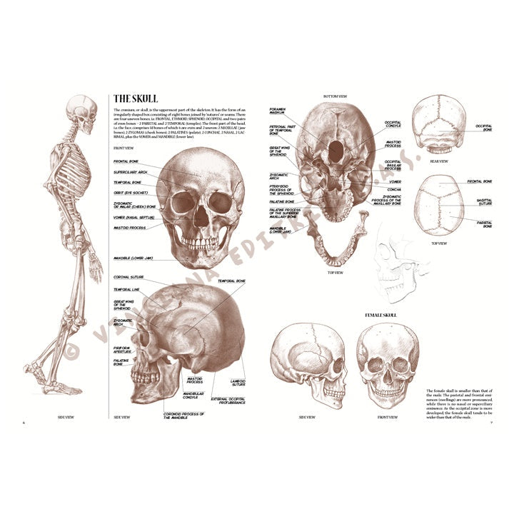 Sammlung Leonardo 04 Anatomie — Bild 8