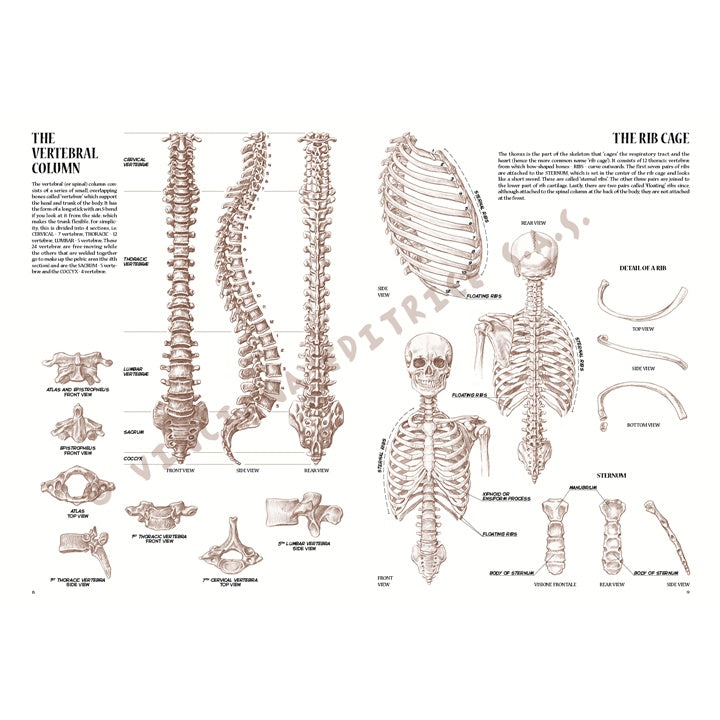Sammlung Leonardo 04 Anatomie — Bild 9