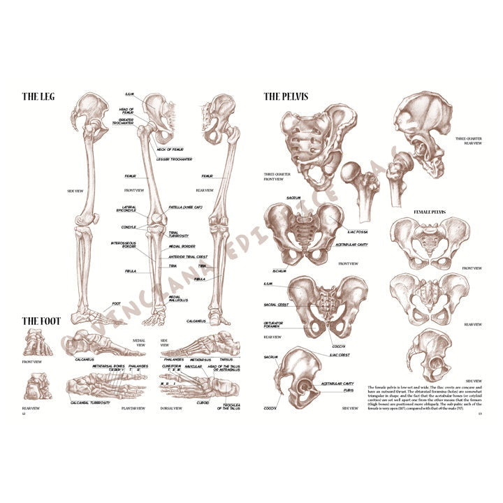 Sammlung Leonardo 04 Anatomie — Bild 10