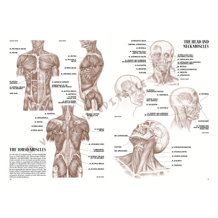 Sammlung Leonardo 04 Anatomie — Bild 11