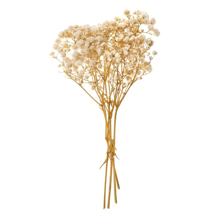Schleierkraut natur / 4 Stiele, 20 cm — Bild 4