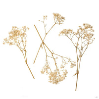 Schleierkraut natur / 4 Stiele, 20 cm — Bild 5