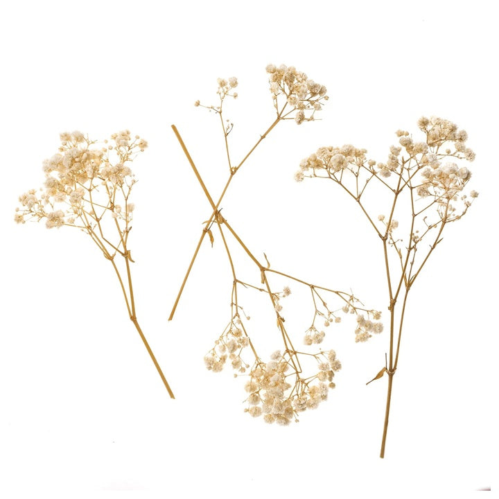 Schleierkraut natur / 4 Stiele, 20 cm — Bild 5