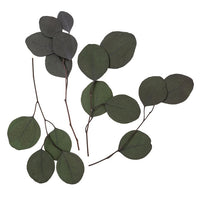 Stabilisierter Eukalyptus Populus - Grün / 4 Stämme, 20 cm — Bild 4