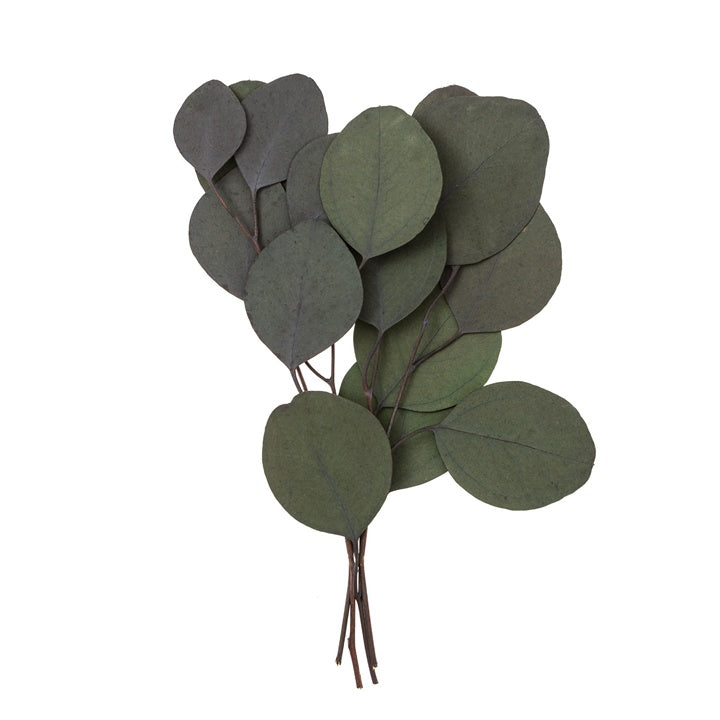 Stabilisierter Eukalyptus Populus - Grün / 4 Stämme, 20 cm — Bild 6