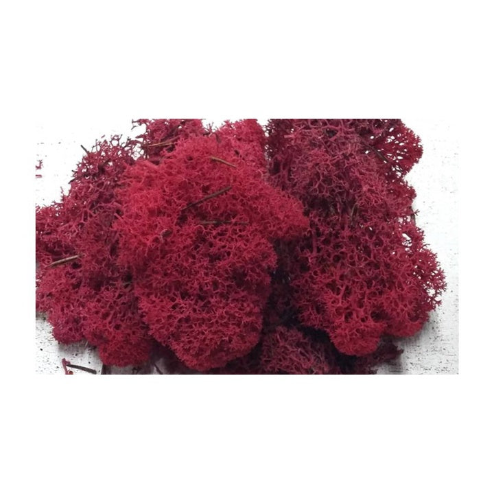 Stabilisiertes Islandmoos 500g – bordeauxrotrotrotrotrotrotrotrotrotrotrot